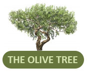 olive tree